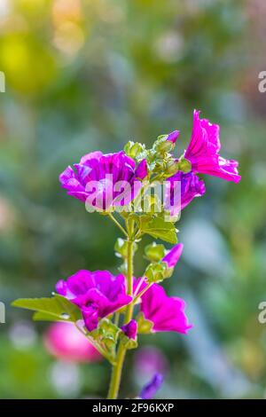 Hollyhock, fioritura Foto Stock