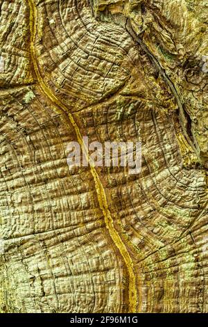 Primo piano di legno secco e spaccato di tronchi Foto Stock