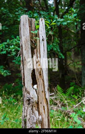 Pianta germogli su un palo di legno, uovo rotto in un nido, ancora vita in natura Foto Stock