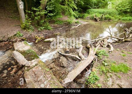 Fonte del Stever, Stevertal Foto Stock