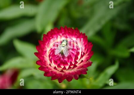 Fiore di paglia con mosca verde Foto Stock