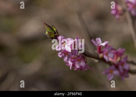 Ramo con fiori rosa di Daphne mezereum (Mezereon, febbraio daphne, alloro spurge o oliva spurge). Primi fiori in primavera nella foresta. P. Foto Stock