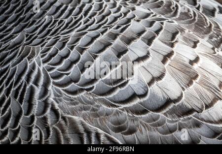 L'Oca Imperatore (Chen canagica) astratto motivo piume piumaggio su ali. Modello in bianco e nero. Foto Stock