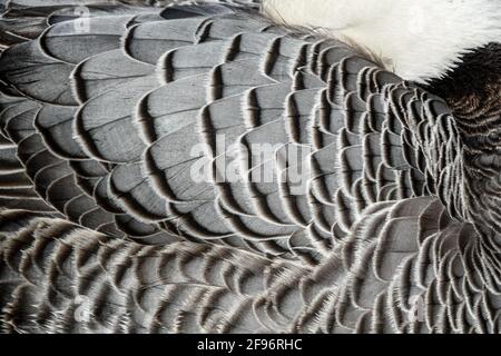 L'Oca Imperatore (Chen canagica) astratto motivo piume piumaggio su ali. Modello in bianco e nero. Foto Stock