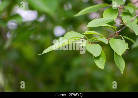 foglie che crescono da un albero in estate Foto Stock