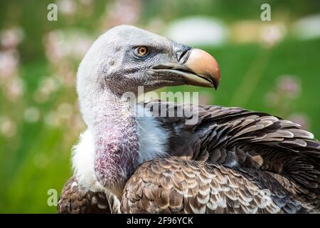 Cleebronn, Baden-Wuerttemberg / Germania - 1 luglio 2016: Foto scattata in uno spettacolo di uccelli in un parco divertimenti. Ritratto di un avvoltoio gyps rueppellii. Foto Stock