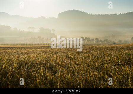 Paesaggio a Namobuddha, Namura Foto Stock