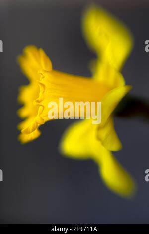 WA19434-00...WASHINGTON - Daffodils fiorisce nel tardo inverno. Foto Stock