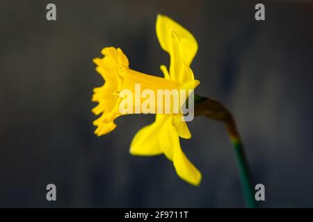 WA19434-00...WASHINGTON - Daffodils fiorisce nel tardo inverno. Lensbaby Velvet 85 Foto Stock