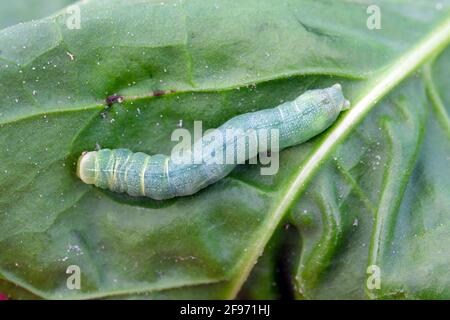 Il Caterpillar Silver Y (Autograpa gamma) sulle foglie danneggiate della barbabietola da zucchero. I caterpillars di questa falce di owlet sono parassiti più di 200 specie differenti o Foto Stock