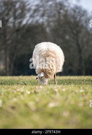Pecore pascolo mangiare erba il giorno d'estate con primo piano e sfondo fuori fuoco. Foto Stock