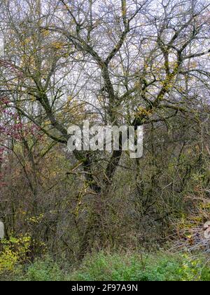 Ex foresta alluvionale sul Lech Foto Stock