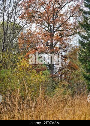 Ex foresta alluvionale sul Lech Foto Stock