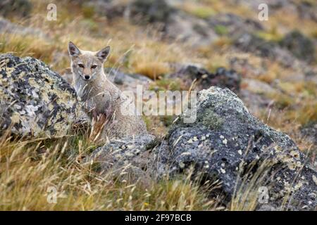 Lycalopex griseus Patagonia Fox grigio volpe grigio sudamericano chilla Grey Zorro nel Parco Nazionale di Pali Aike Cile Foto Stock