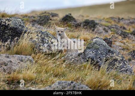 Lycalopex griseus Patagonia Fox grigio volpe grigio sudamericano chilla Grey Zorro nel Parco Nazionale di Pali Aike Cile Foto Stock
