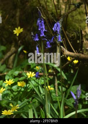 I primi bluebells in erba a Unity Woods, Cornovaglia Foto Stock