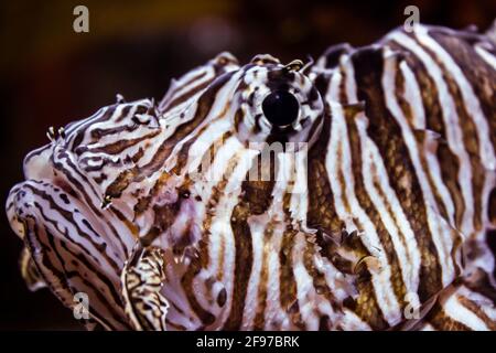 Primo piano sulla testa di un leone rosso [Pterois volitans] e il suo occhio scuro profondo. Preso al Toronto Aquarium. Toronto, Ontario, Canada. Foto Stock