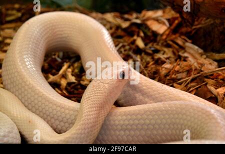 Primo piano di un serpente bianco nel terrarium Foto Stock