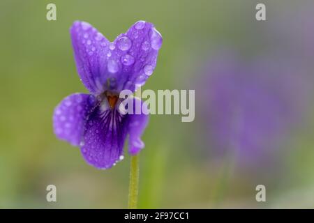 Macro shot di violetto inglese (viola odorata) fiore coperto di gocce di rugiada Foto Stock