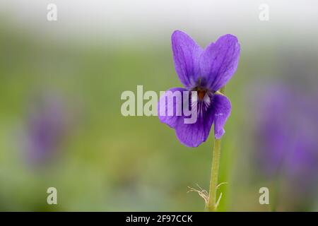 Macro shot di violetto inglese (viola odorata) fiore in fiore Foto Stock