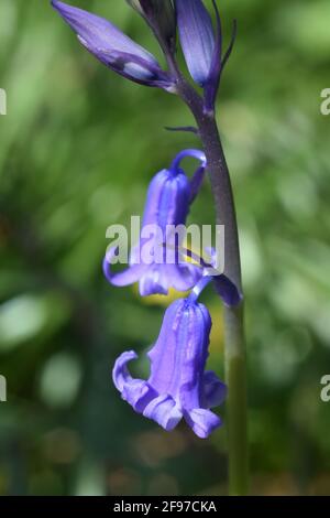 I primi bluebells in erba a Unity Woods, Cornovaglia Foto Stock