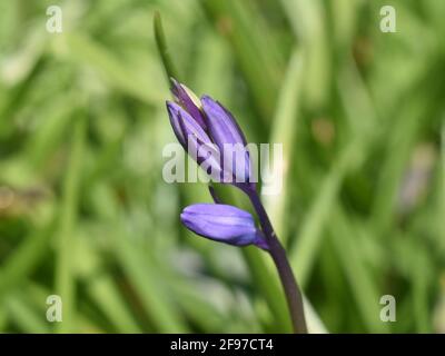 I primi bluebells in erba a Unity Woods, Cornovaglia Foto Stock