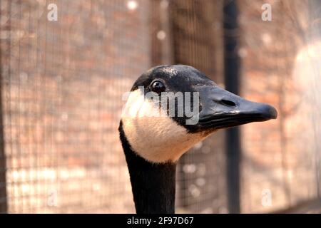 Ritratto di Canadian Goose guardando la fotocamera Foto Stock