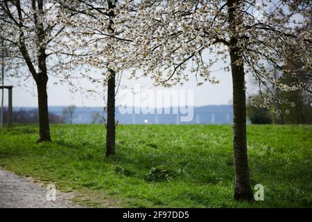 Suesskirschbaum Allee in Bluete mit Spaziergaengern. Foto Stock