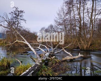 Autunno allo Schmutter Foto Stock