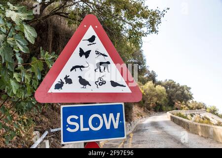 Cartello stradale a triangolo segnaletico per animali e uccelli su strada, Gibilterra Foto Stock