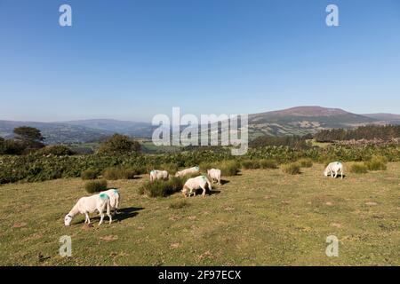 Pascolo delle pecore sulle pendici del Pan di zucchero, Galles, Regno Unito Foto Stock