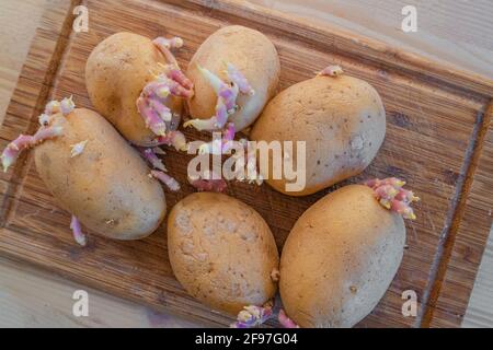 Patate germogliate con grandi spuds verdi e pinky. Concetto di cucina tradizionale fatta in casa e l'agricoltura Foto Stock