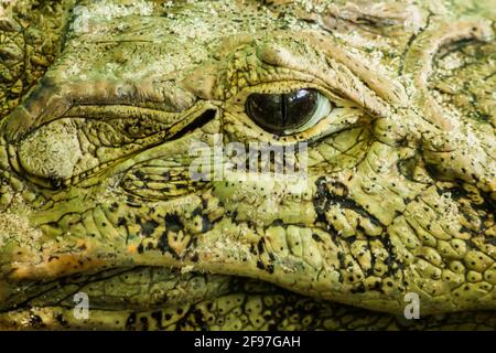 Un primo piano sull'occhio di un caiman ampio-snouted e la sua pelle verde. Foto Stock