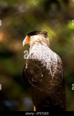 Un Caracara Crested del Sud [Caracara plancus], uno degli uccelli rapitori del Sud America, arroccato in grande posa e osservando i suoi dintorni. Foto Stock