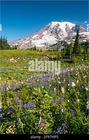 Fiori selvatici estivi al Mazama Ridge presso il Mount Rainier National Park. Il vulcano attivo sorge all'orizzonte Foto Stock