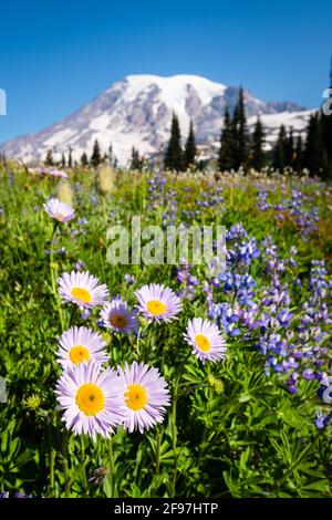 Fiore selvatico estivo al Mazama Ridge al Monte Rainier National Par con daisy subalpina e lupino. Il vulcano sorge all'orizzonte Foto Stock