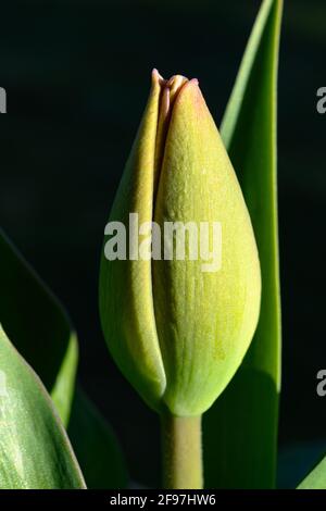 Primo piano immagine di un tulipano rosso appena iniziato da aprire con foglie verdi circostanti e sfondo scuro a contrasto Foto Stock