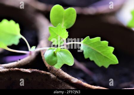 Foglie di una giovane pianta di cavolo da vicino Foto Stock