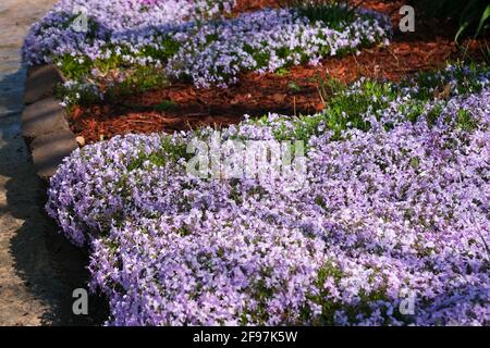 Phlox subulata "ghiaccio blu smeraldo", che si sprigola su un cordolo in primavera. STATI UNITI. Foto Stock