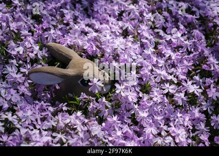 Flox Phlox subulata creeping 'ghiaccio blu smeraldo', con un coniglio di pietra modellato che spellano attraverso le fioriture primaverili. STATI UNITI. Foto Stock