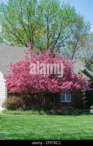 Albero di granchio rosa in fiore, 'Prairie Rose', Malus loensis, nel prato anteriore di una casa. Kansas, Stati Uniti. Foto Stock