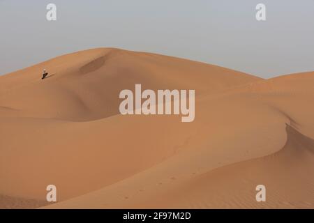 Deserto del Sahara, Marocco - Zagora Provincia, Draa-Tafilalet Foto Stock