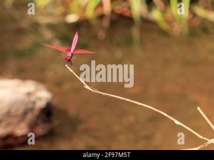 Un maschio Trithemis aurora, chiamato anche deltaplano di palude cremisi, poggia su un ramo. Foto Stock