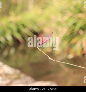 Un maschio Trithemis aurora, chiamato anche deltaplano di palude cremisi, poggia su un ramo. Foto Stock