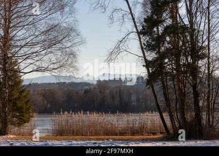 Inverno, tempo, Baviera, waging, lago Tachinger See, Regione di Rupertiwinkel, alta Baviera, ghiaccio, lago congelato, riva, alberi, canne Foto Stock