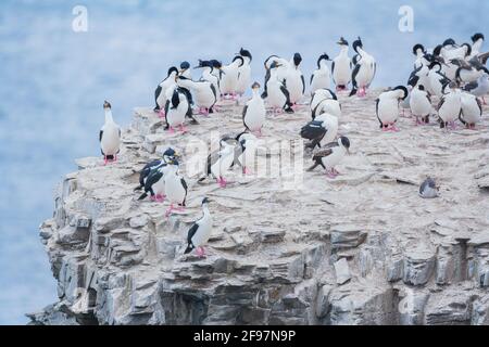 La colonia imperiale degli shag (albiciti di Leucarbo), l'isola dei leoni marini, le Isole Falkland, l'America del Sud Foto Stock