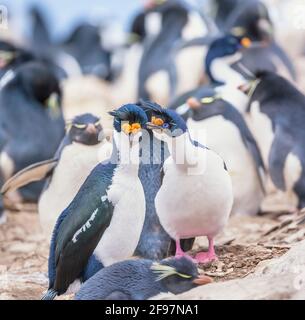 La colonia imperiale degli shag (albiciti di Leucarbo), l'isola dei leoni marini, le Isole Falkland, l'America del Sud Foto Stock