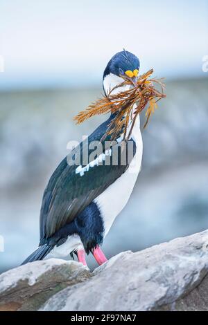 Lo shag imperiale (albicite di Leucocarbo) che trasporta il materiale di nidificazione, l'isola dei leoni marini, le isole Falkland, l'America del Sud Foto Stock