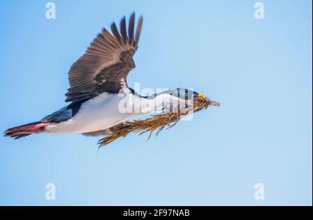 Lo shag imperiale (albicite di Leucocarbo) in volo che trasporta il materiale di nidificazione, l'isola dei leoni marini, le isole Falkland, l'America del Sud Foto Stock