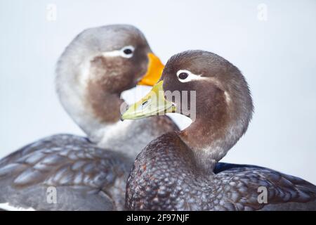 Anatre di vapore (Tachyeres brachypterus), Isole Falkland, Sud Atlantico, Sud America Foto Stock